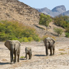 Desert elephant in Hoanib, Namibia