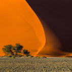 Dune 40 and trees at sunrise in Sossusveli, Namib Naukluft Park, Namibia