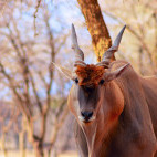 Eland in Namibia
