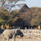 Elephant at Okaukuejo Camp waterhole in Namibia