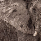 Elephant in Namibia.