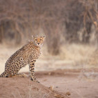 Cheetah in Namibia.