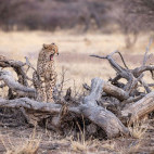 Cheetah in Namibia.