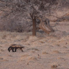 Honey badger in Namibia.