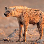 Spotted hyena in Etosha National Park, Namibia