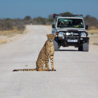 Cheetah in Etosha National Park, Namibia