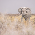Elephant in Namibia.