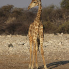 Giraffe in Etosha National Park, Namibia