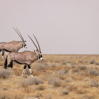 Oryx in Namibia.