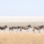 Zebra in Etosha National Park, Namibia