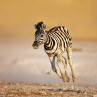 Plains zebra in Etosha National Park, Namibia