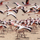 Lesser flamingos in Walvis Bay, Namibia