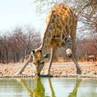 Giraffe drinking in Namibia