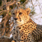 Cheetah in Okonjima, Namibia