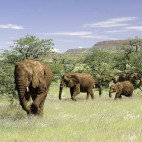 African elephants in Damaraland.