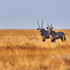 Gemsbok in Etosha National Park, Namibia