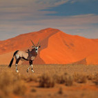 Gemsbok with sand dune in Sossusveli, Namibia