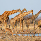 Giraffe in Etosha National Park, Namibia