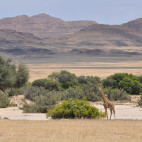 Giraffe in Hoarusib Valley, Namibia.