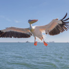 Great white pelican in flight over Namibia