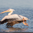 Great white pelican in Walvis Bay, Namibia