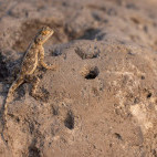 Ground agama in Namibia.