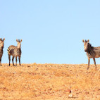 Hartmann's mountain zebra in Damaraland, Namibia
