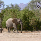 African elephant in Namibia
