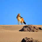 Black-backed jackal in Namibia