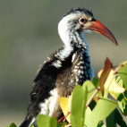 Southern red-billed hornbill in Namibia