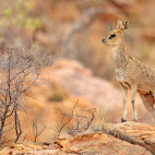 Klipspringer in Namibia