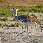 Kori bustard in Namibia
