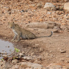 Leopard in Etosha National Park.