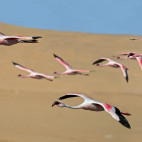 Lesser flamingo in flight over Walvis Bay, Namibia