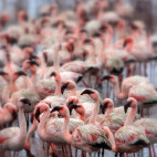 Lesser flamingo in Walvis Bay, Namibia.