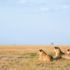 Lioness pride in Etosha National Park, Namibia