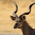 Male greater kudu in Etosha National Park, Namibia