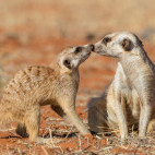 Meerkats in the Kalahari Desert, Namibia