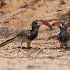Monteiro's hornbill in Namibia