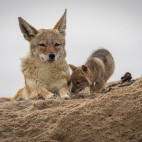 Black-backed jackal mother and pup in Walvis Bay, Namibia