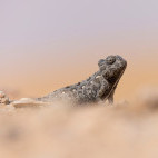 Namaqua chameleon in Namibia.