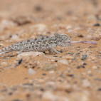 Namaqua chameleon in Namibia.
