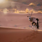 Oryx in the Namib Desert, Namibia