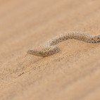 Namib sidewinder adder in Namibia.