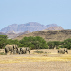 Desert elephants in Damaraland, Namibia