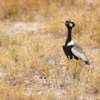 Northern black korhaan in Namibia.