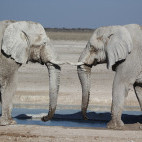 African elephants in Namibia.