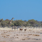 Etosha National Park in Namibia.