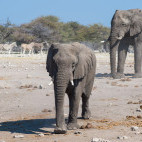 African elephants in Etosha National Park, Namibia.