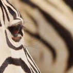 Zebra in Namibia.